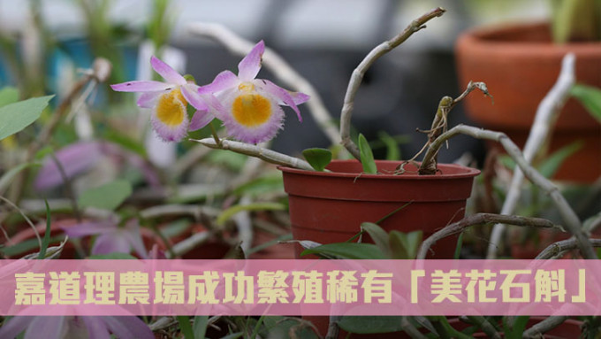 嘉道理农场公布成功繁殖稀有兰花「美花石斛」。嘉道理农场暨植物园facebook图片