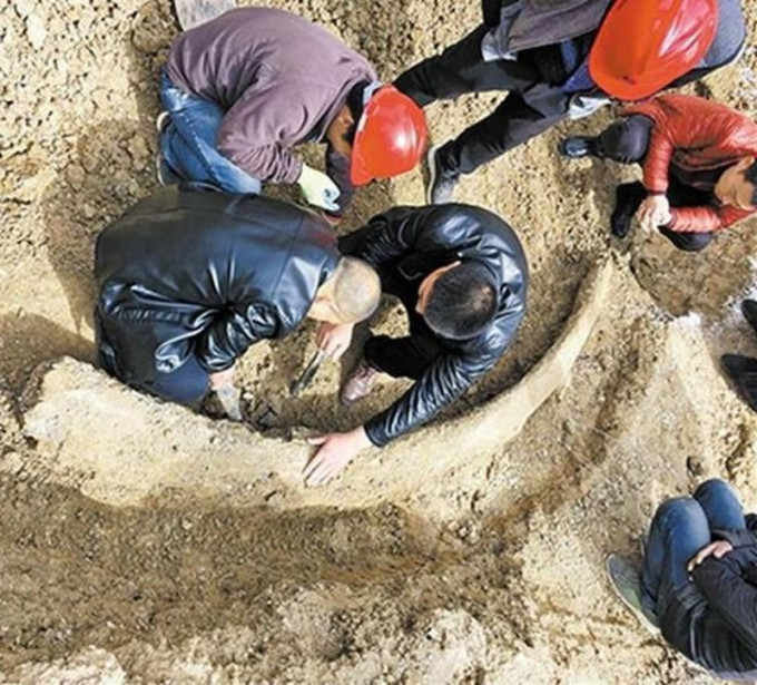 一个长约3米的巨型象牙化石近日在河南永城市出土。（网图）