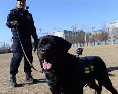 北京警犬佩戴警用全景VR执法。