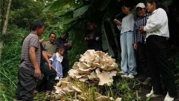 云南昌宁发现100斤重巨型野生菌