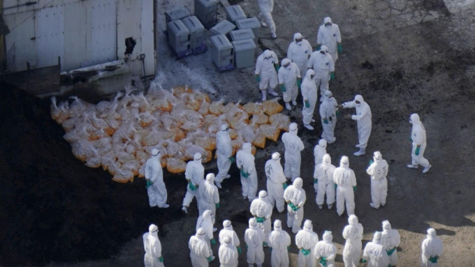 日本爆发有史以来最严重的禽流感。路透社资料相
