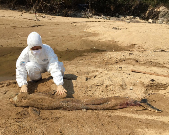 西貢蚺蛇灣發現一條擱淺江豚骸骨，死因未能確定。