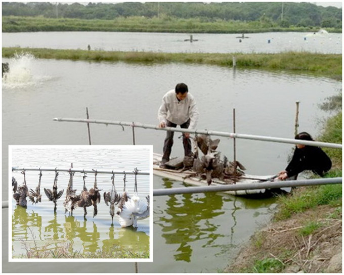 兩夫婦將鳥屍取下裝進飼料袋中，十分鐘後清除完畢。網圖