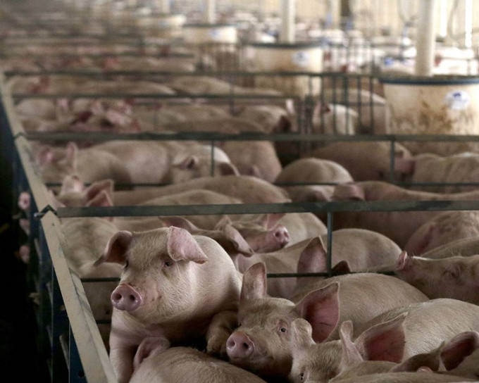 内地海关总署发布警示通报，禁止直接或间接从韩国输入猪、野猪及其产品。 网图
