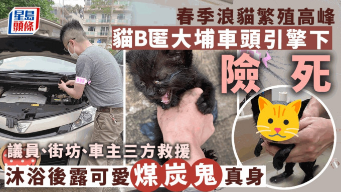 黑猫B匿大埔村屋路边车 议员街坊互助成功救起 沐浴后露可爱真身