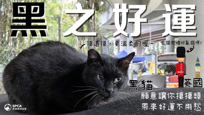爱协张贴总部附近一只黑猫的照片，呼吁市民同等地爱护黑猫。爱协FB图片
