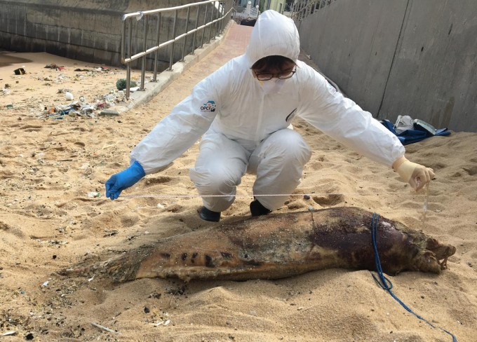 搁浅的幼年江豚身长约147厘米，尸体已严重腐烂。