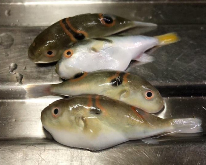 網民在一斤梭羅魚中找到數條雞泡魚。facebook