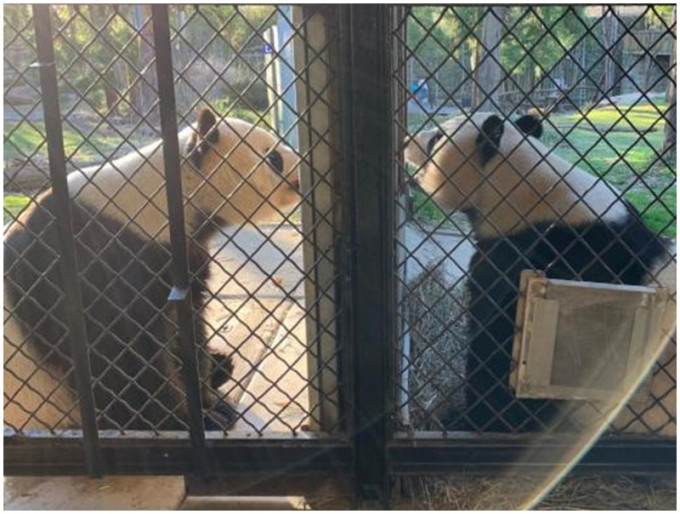 大熊猫美香(右)与添添(左)。网图