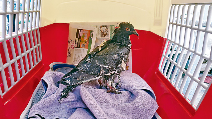 疑受虐野鴿全身黏着膠紙膠水，狀甚可憐。