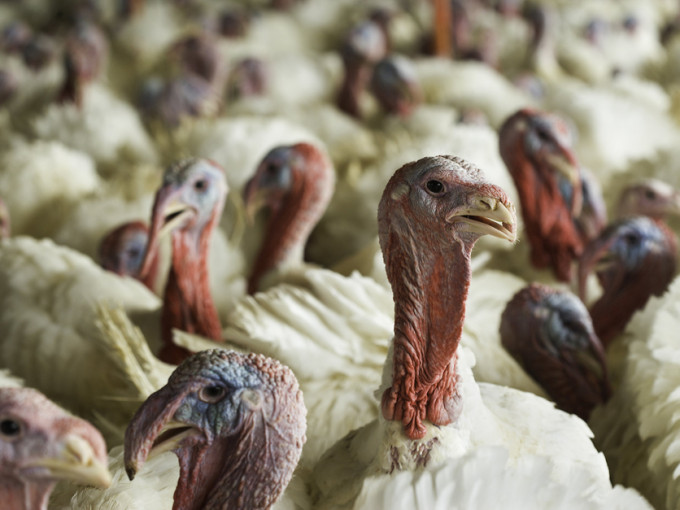 南卡罗来纳州火鸡群爆发禽流感。配图与本文无关