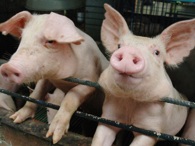 漁護署於八鄉長莆村空地檢獲29隻非法飼養活豬。資料圖片