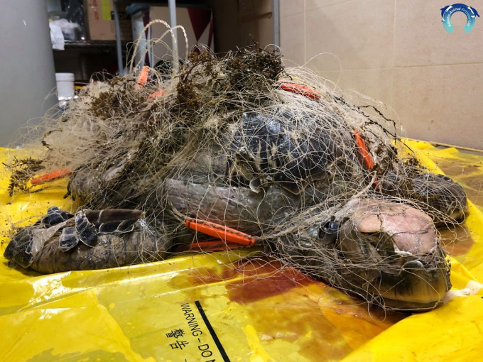綠海龜被重約3.5公斤的漁網纏繞。海洋動物影像解剖研究小組FB圖片