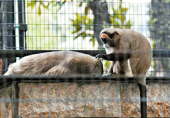 香港動植物公園日前有9隻猴子突然死亡，哺乳類動物區需暫停開放。