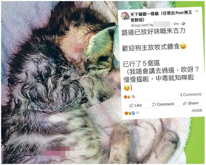 有網民聲言要為被咬死的幼貓報仇。「天下貓貓一樣貓」圖片