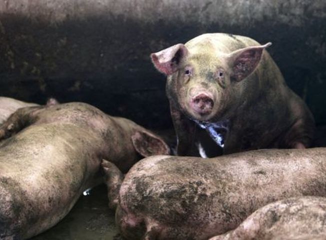 廣東珠海市香洲區發生非洲豬瘟疫情。
