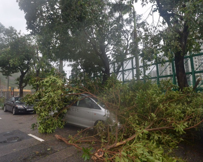 杏花村有大樹倒榻壓著汽車。