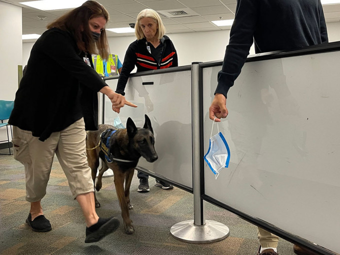 美国迈阿密机场出动搜索犬闻旅客口罩，以找出新冠病毒患者，据称准确率逾99%。网图