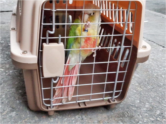 一只鹦鹉站在土瓜湾唐楼外的晾衣架上。李子平摄