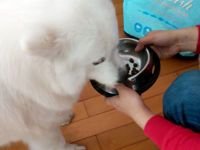 消委会建议消费者喂饲湿粮予狗只时，应注意6个事项。资料图片