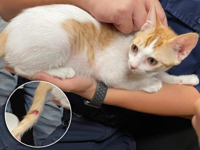 被虐貓隻尾巴有一個兩厘米的傷口。