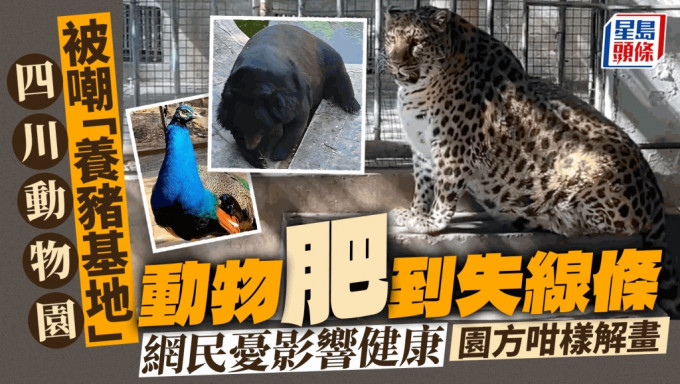 四川動物園金錢豹肥得像「海豹」。