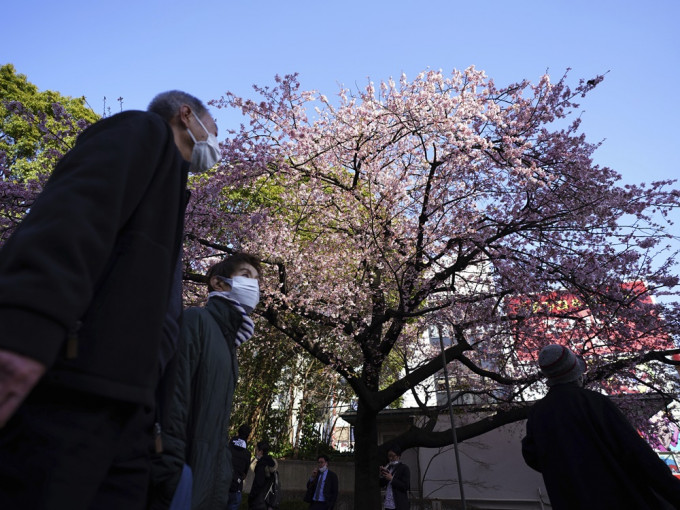 日本氣象廳公布今年東京的櫻花已盛開。AP圖片