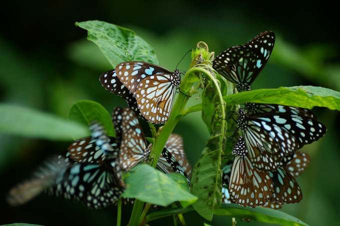綠色力量調查發現去年本港「越冬斑蝶」減少。圖為本港較常見的「青斑蝶」。