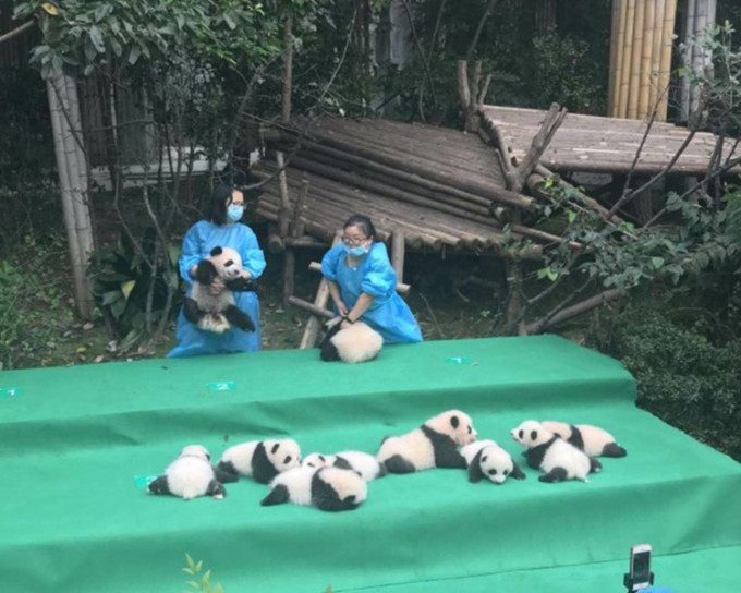 四川大熊貓繁育研究基地慶祝成立30週年，11隻新生大熊貓隆重亮相。網圖