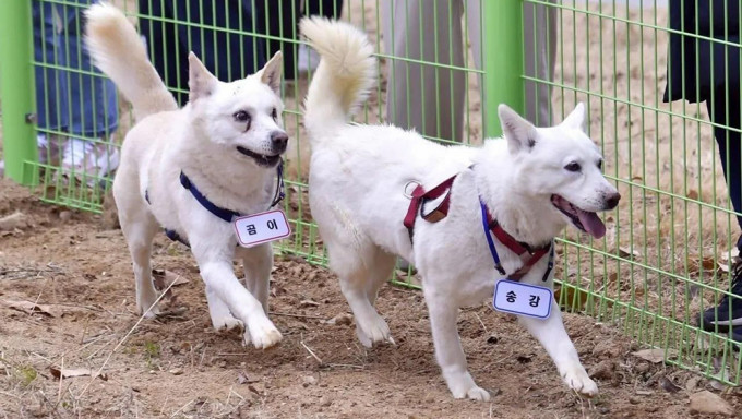 文在寅棄養金正恩所贈豐山犬獲送光州動物園照顧。網圖