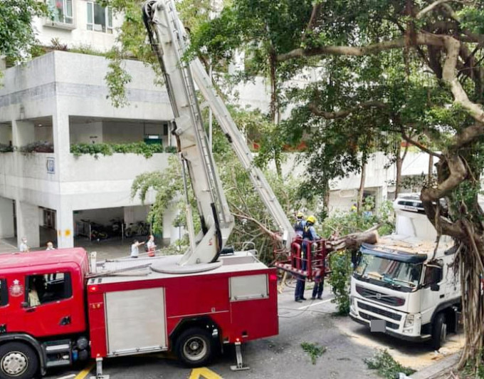 消防員到場清理塌樹。 大埔TAI PO FB圖