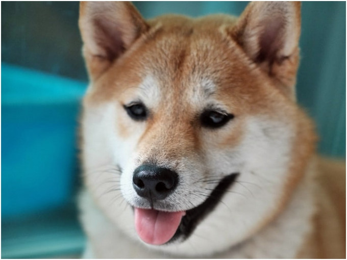 柴犬是日本犬種之一。unsplash圖片