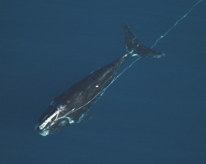 3條露脊鯨被發現身上纏有繩索。AP