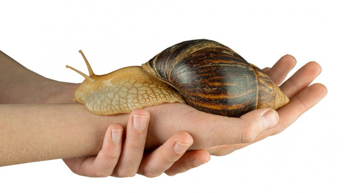 巨型非洲蜗牛不仅破坏自然更威胁人体。图：iStock