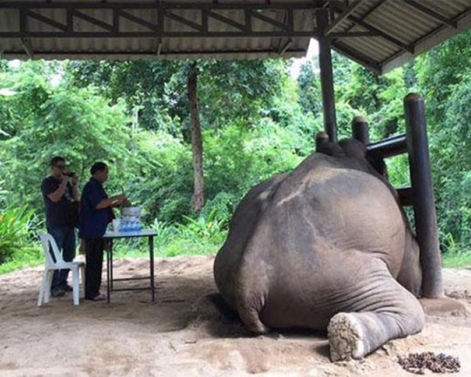 泰国清迈 一只40岁雄象疑遭过度喂饲，急性消化不良及气胀而亡。(网上图片)
