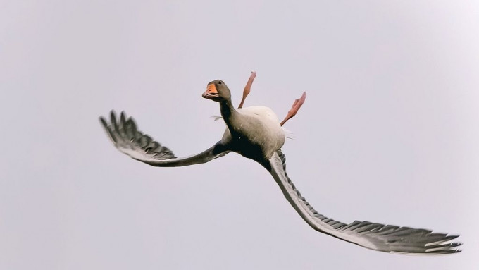 豆雁鸟竟是肚皮朝上，「180度反转」倒著飞。网图