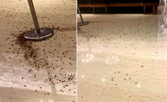 歹徒昨晚在台湾警方聚餐上投掷上千只蟑螂，令台湾社会震惊。网上图片