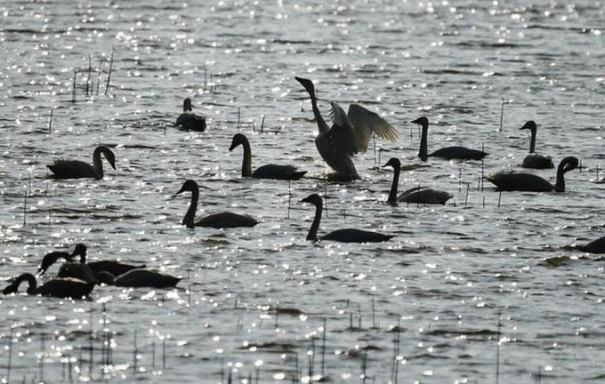 山西運城野生天鵝發生H5N8高致病性禽流感疫情。（新華社圖片）