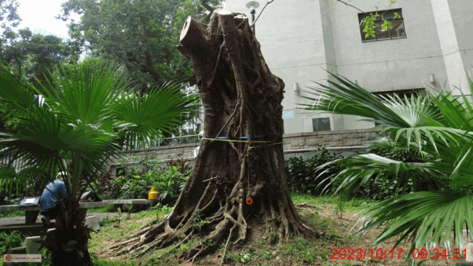 康文署今日（27日）宣布，將於6月1日移除中環律政中心一棵結構及健康狀況欠佳的古樹名木。《古樹名木冊》圖片