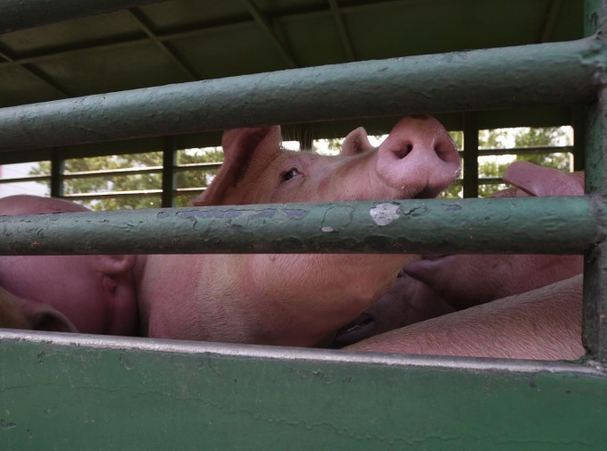 荃湾屠房昨日合共接收500多头本地活猪。