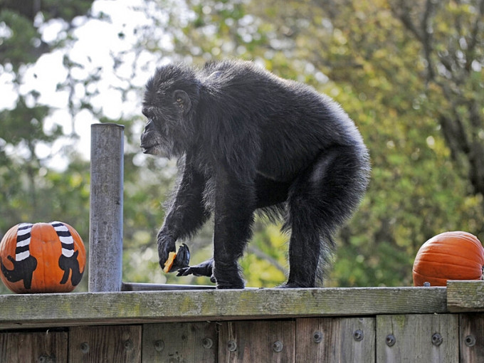 黑猩猩「科比」（Cobby）。AP圖片