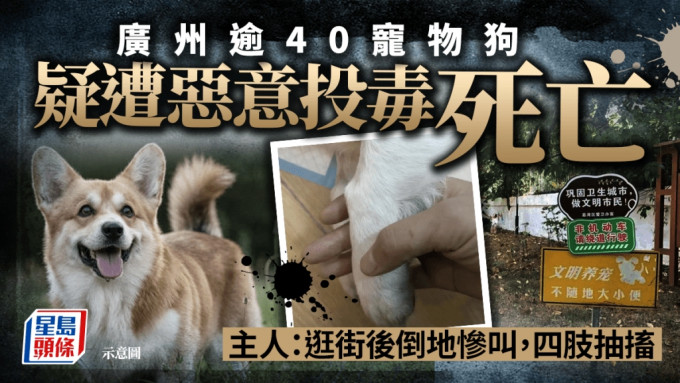 廣州近日頻發生寵物犬被毒案。（網絡圖片）