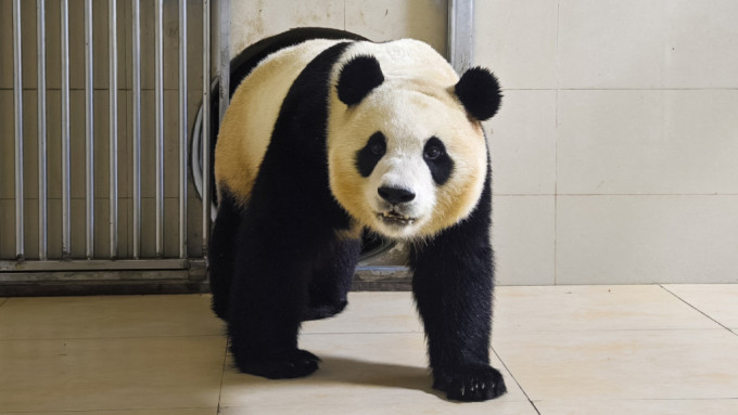 大熊猫福宝将于六月与公众见面。(新华社)