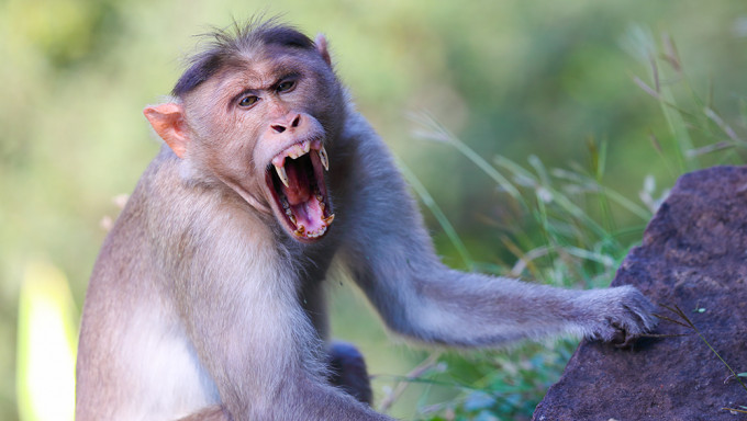 日本山口市罕见出现猕猴袭击人类事件，至少42人伤。iStock示意图