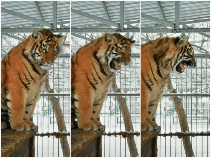 俄羅斯某動物園一隻9個月大的老虎，在大籠內發出高音的「啊」聲。影片截圖