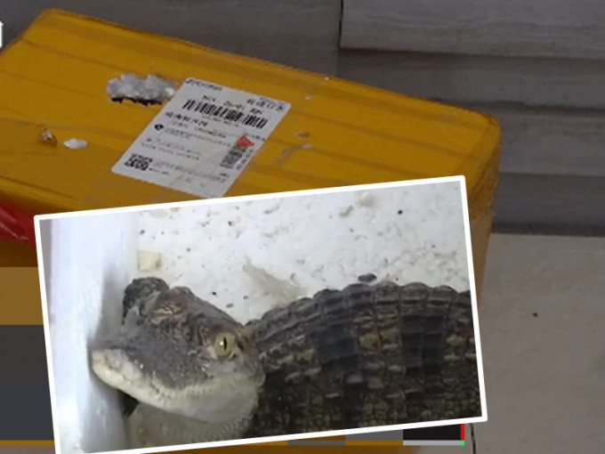 孩子網購魚仔竟收到泰國鱷魚。網圖