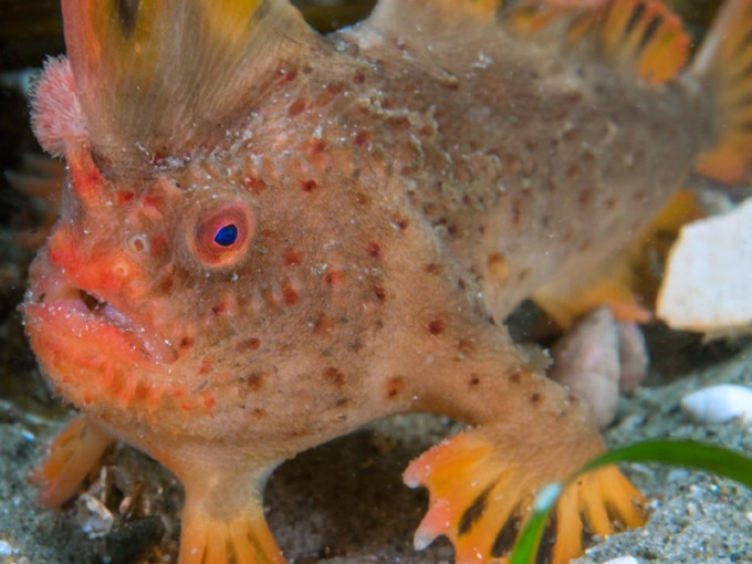 在澳洲塔斯馬尼亞東南部水域發現了極其罕見的紅色長手魚群，科學家有10-80條。(網圖)