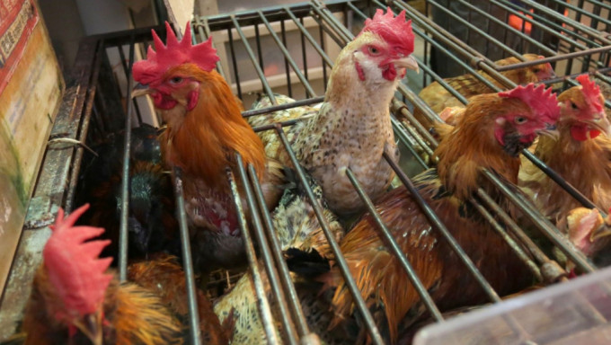愛沙尼亞Rapla郡爆H5N1禽流感，食環署暫停進口其禽肉及禽類產品。資料圖片