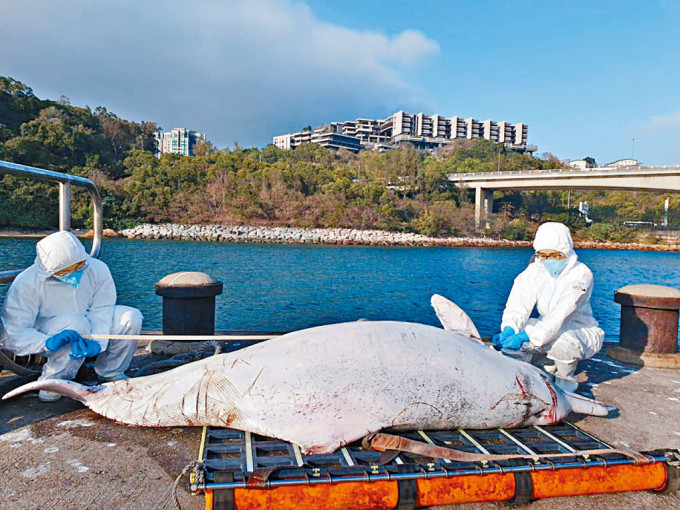 香港海洋公園保育基金人員檢查雄性成年中華白海豚屍體。