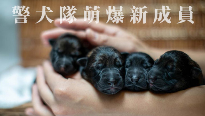 9只德国牧羊犬宝宝昨日出世。香港警察fb图片
